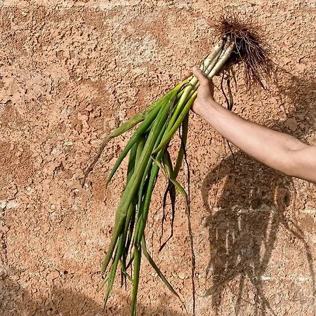 住宿加早餐酒店 Galeta Masseria Nardò