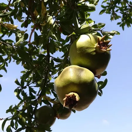 住宿加早餐酒店 Galeta Masseria Nardò