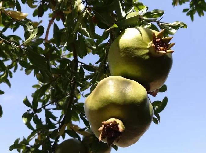 Bed & Breakfast Galeta Masseria Nardo