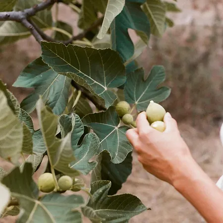 Bed & Breakfast Galeta Masseria